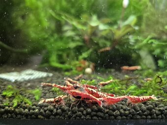 Krevetky caridina - 3