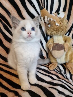 Ragdoll s PP (FIFE) - 3