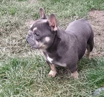 Francúzsky buldoček - 3