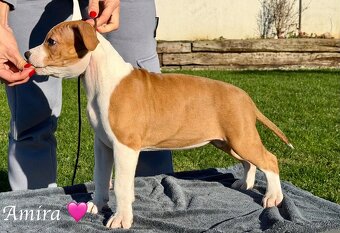 Fenka Amira 🐶 Americký Stafordšírsky teriér s PP 🐾 🩷 - 3