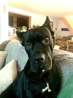 Pes Cane corso - 3