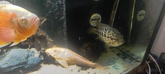 Ruším akvarium - 3