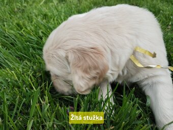 Zlatý retriever šteniatka - 3