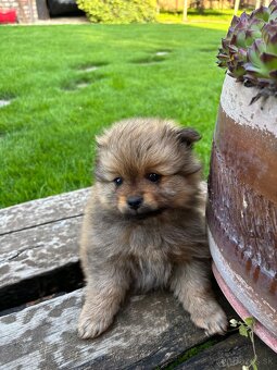 Pomeranian nemecky spic - 3
