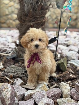 Maltipoo - 3