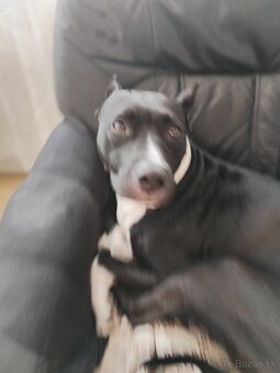 Pittbul - 3
