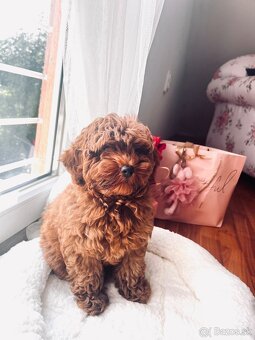Maltipoo - 3