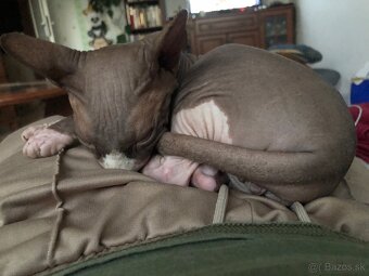 Predám mačku Sphynx - 3