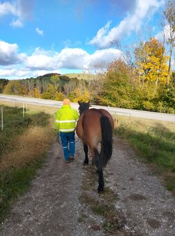 Klisna slezký norik - 3