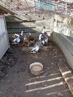 Predám kačice, morky - 3