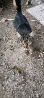 Darujem mačiatko - 3