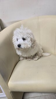 Maltipoo - 3