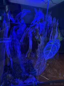 Terarium + Pagekon Riasnatý - 3