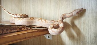 Velhad kralovsky sunglow - 3