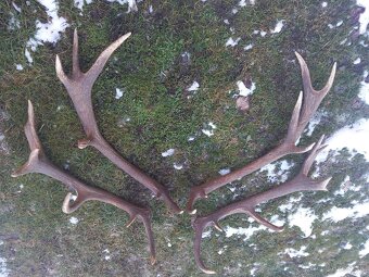 Zhody ; parohy ; parožie ; paroh ; trofej - 3