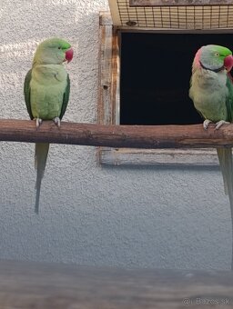 Alexander Veľký - 3