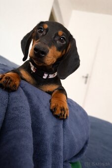 Predám 5 mesačné šteniatko - 3