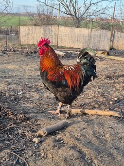 Kohút ( marans medenokrká ) - 3