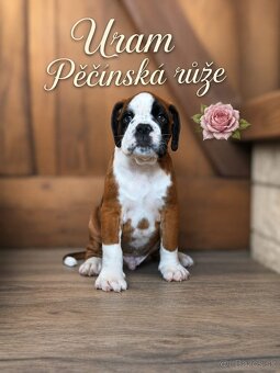 Německý boxer - 3