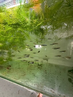 🐟 Neónka čierna (Hyphessobrycon herbertaxelrodi) - 3