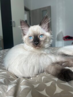 Ragdoll mačiatka - 3