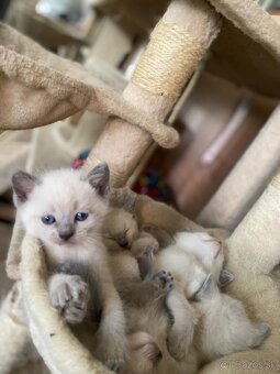 Ragdoll Blue - 3