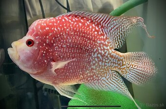 Flowerhorn Fireman s dream Kamfa - 3