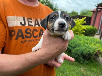 Tricolor Jack Russell šteniatka - 3