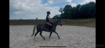 Perspektívna Welsh pony kobylka - 3
