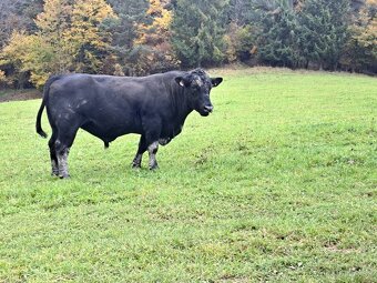 Aberden Angus. Jalovice - bíčky - 3