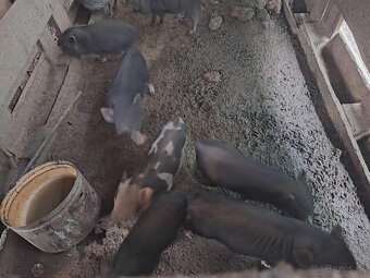 Vietnamské prasiatka - 3