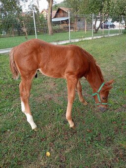 1-ročný žrebček APH - 3