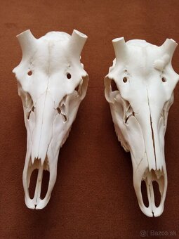 Koncim s polovnictvom - 3