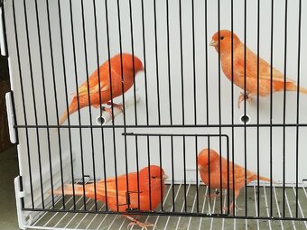 Kanariky a mexické hyle - 3