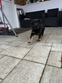 Nemecký ovčiak šteniatka - 3