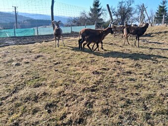 Predám  kamerunske ovce - 3