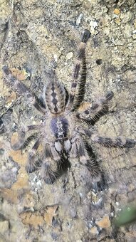 POECILOTHERIA SUBFUSCA LOWLAND - 3