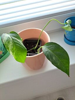 Rastliny Episcia, Budleja, ...odber Bratislava - 3