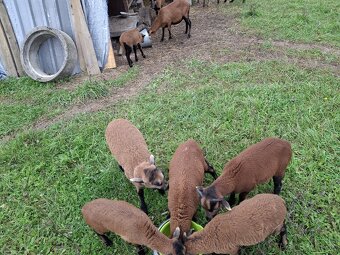 mladé kamerúnske ovce a baránok - 3