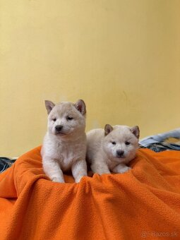 Šteniatka Shiba Inu - 3
