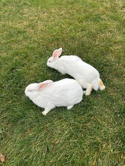 Zajac nitriansky samica - 3