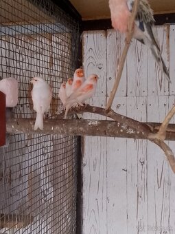 Predám Kanariky červená mozaika - 3