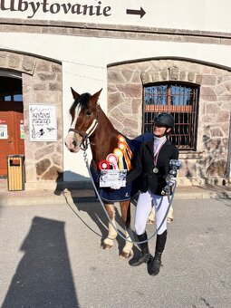 Welsh cob valach na predaj - 3