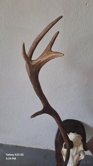 trofej,parohy - 3