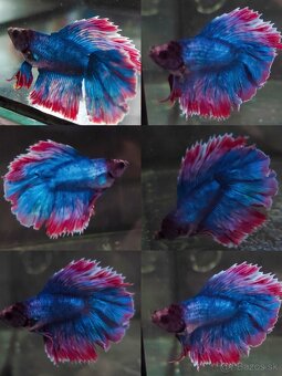 Betta Splendens - Bojovnica Pestrá. - 3