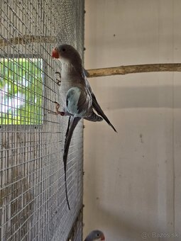 Alexandrin princ - 3