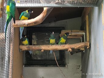 Barnard limcovy južný - 3