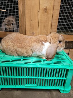 Francuzsky baran - 3