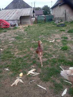 Predám Kamerunske ovce - 3