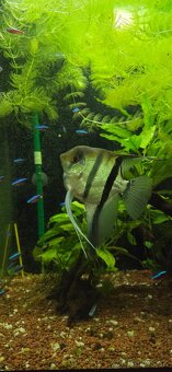 Pterophyllum scalare, Skalár amazonsky - 3